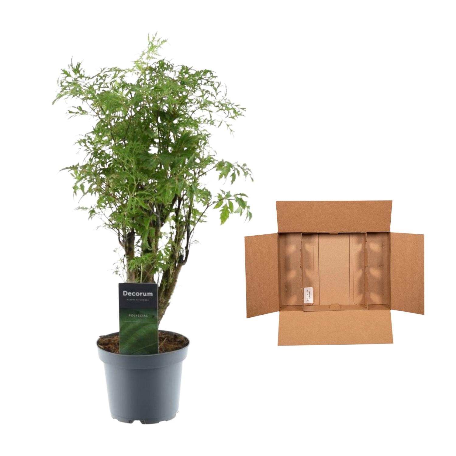 Polyscias Hawaiiana Ming - 45 cm - ø12 (8721081685222)