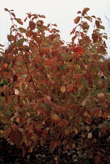 Garden basics 60x Cornus sang. 'Midwinter Fire' - ↕10-25cm - Ø9cm (47676)
