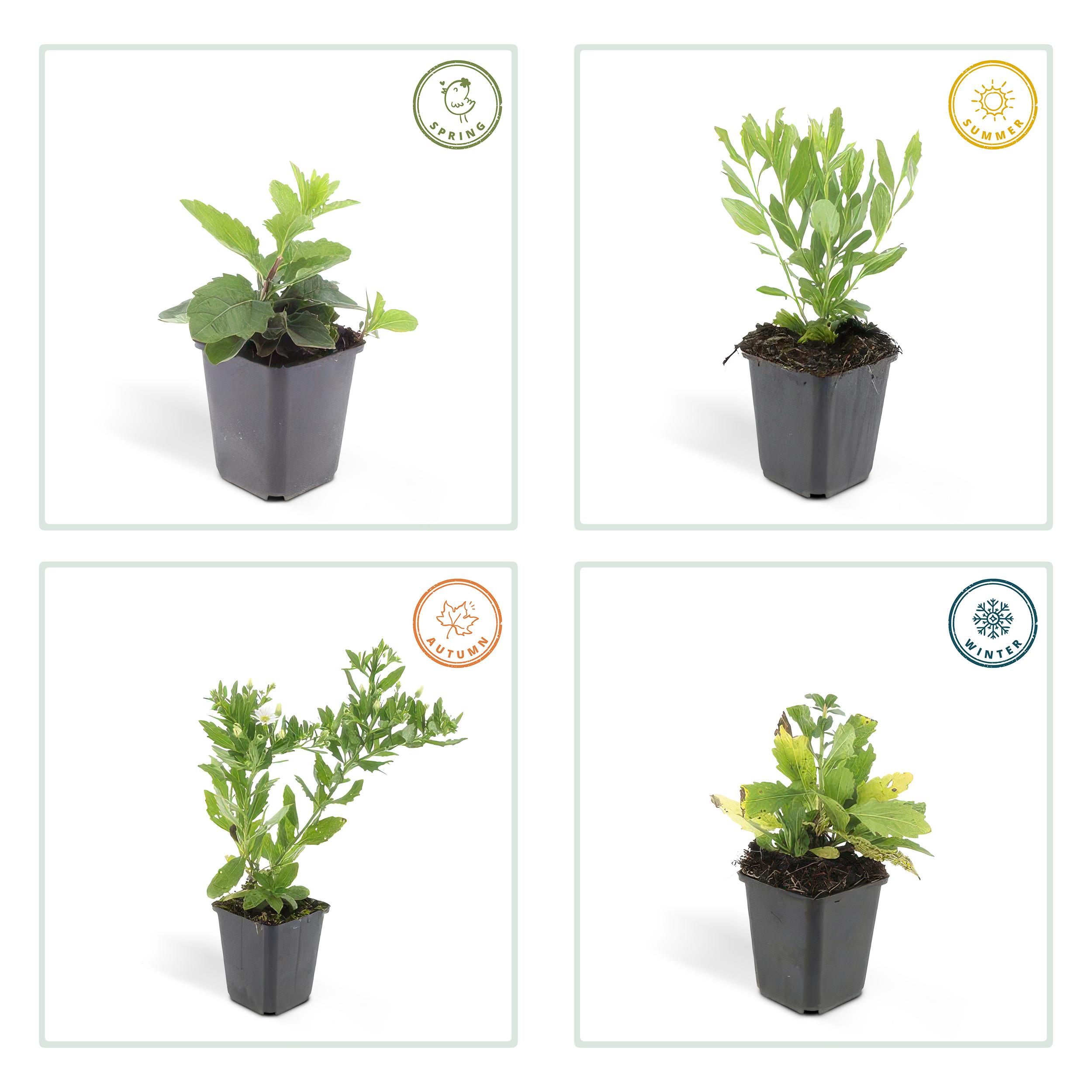 Garden basics 12x Aster ageratoides 'Ashvi' - ↕10-25cm - Ø9cm (47599)