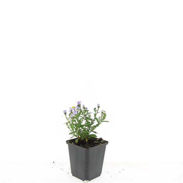 Garden basics 24x Aster (D) 'Prof. Anton Kippenberg' - ↕10-25cm - Ø9cm (50368)
