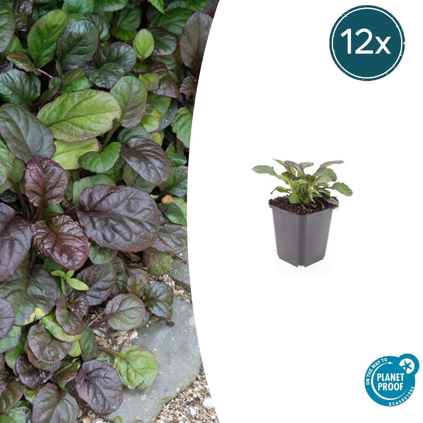Garden basics 12x Ajuga reptans 'Catlin's Giant' - ↕10-25cm - Ø9cm (47575)