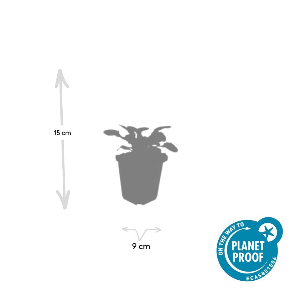 Garden basics 12x Ajuga reptans 'Catlin's Giant' - ↕10-25cm - Ø9cm (47575)