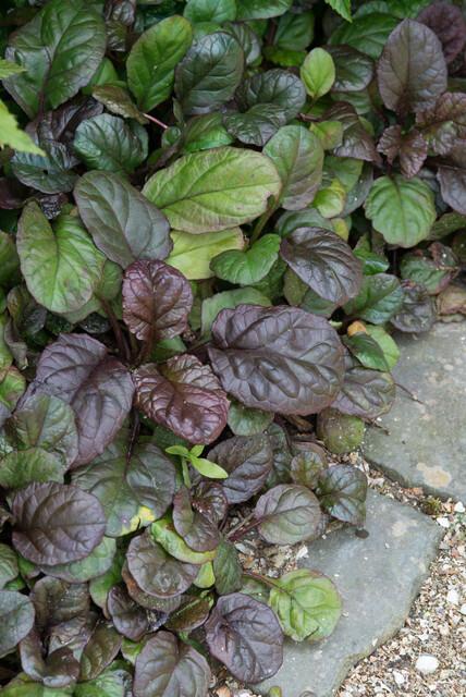 Garden basics 12x Ajuga reptans 'Catlin's Giant' - ↕10-25cm - Ø9cm (47575)