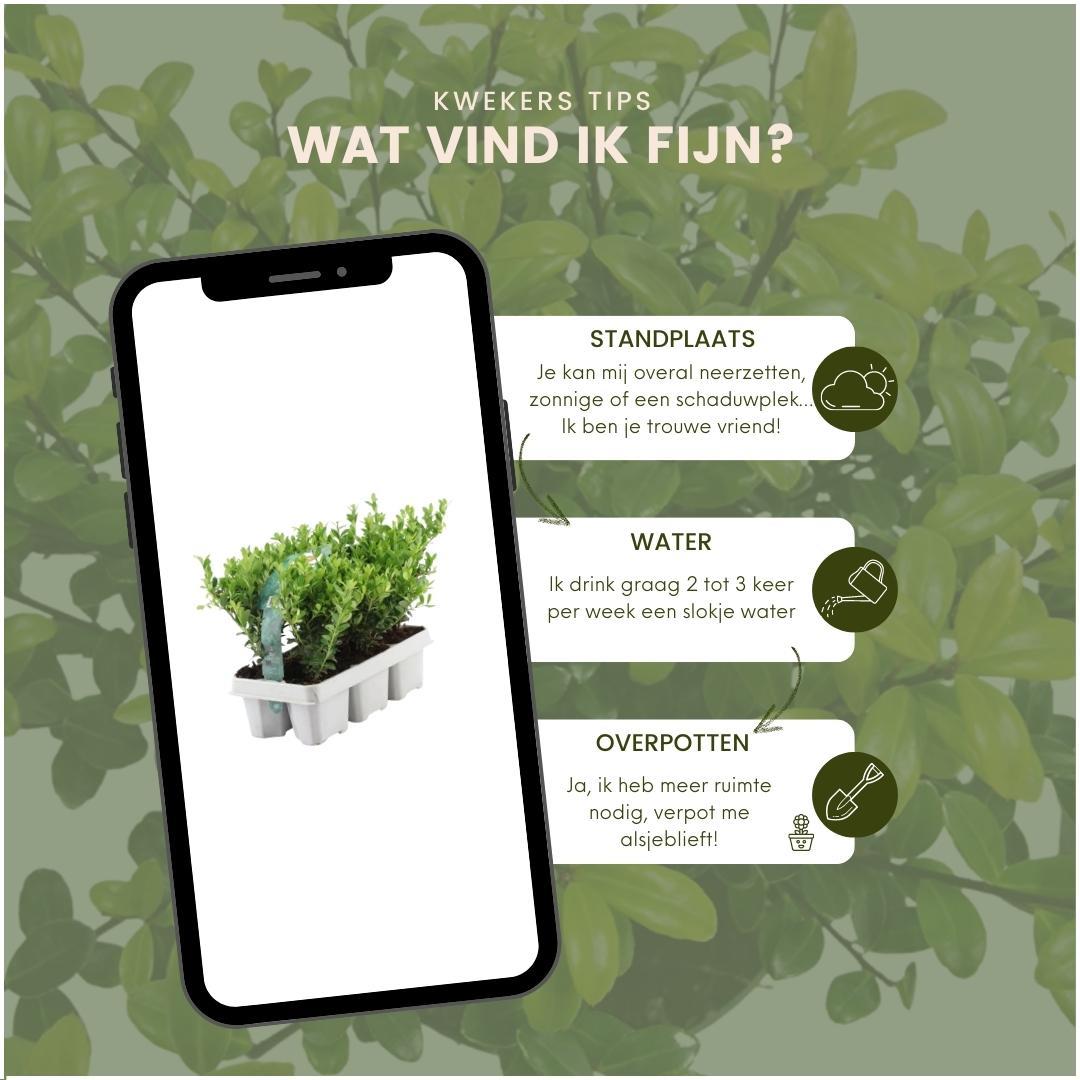 Plants by frank 6x Ilex crenata 'Jenny' - 6 x Ø7 cm - 6 pack (8718886063614)