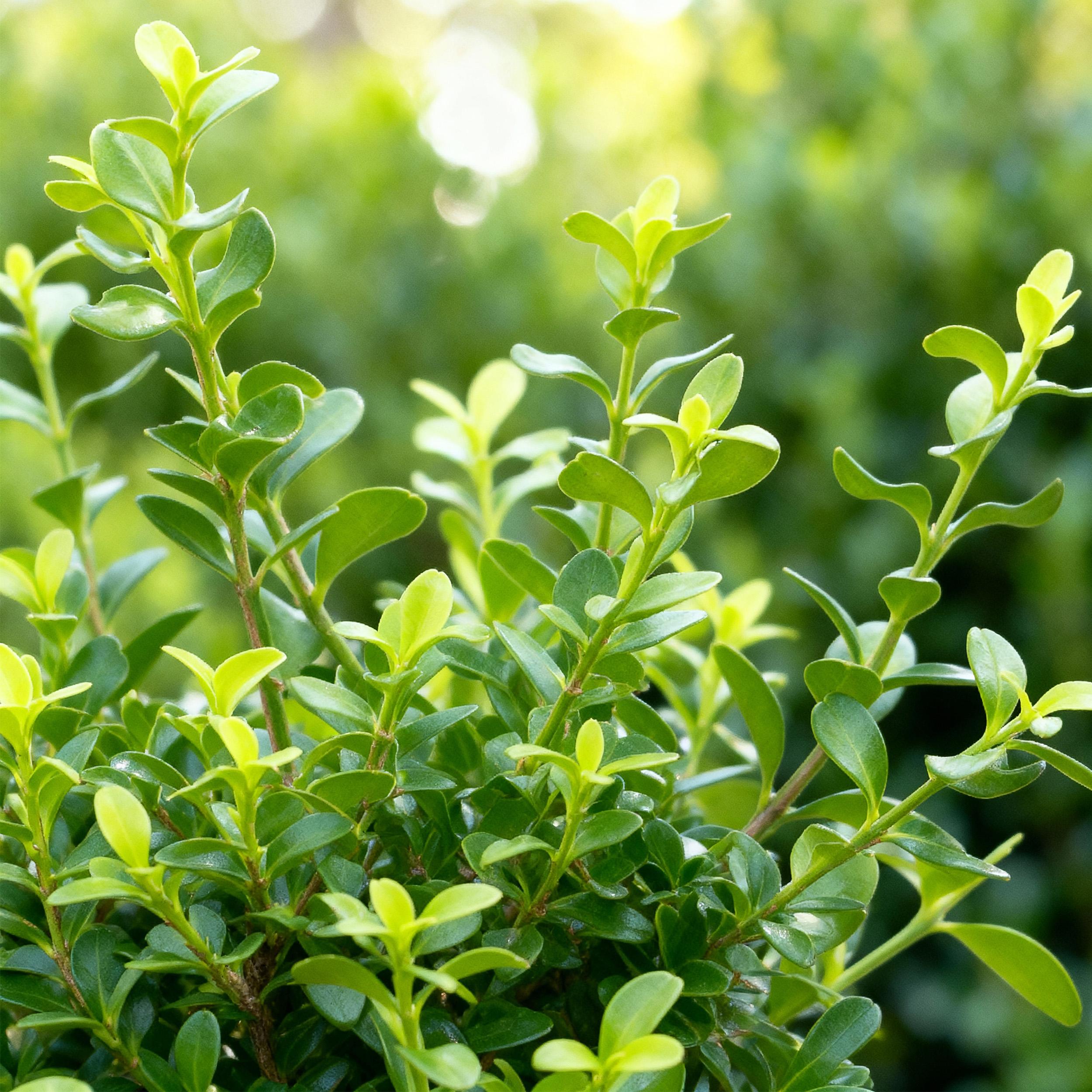 Buxus Haag - BetterBuxus Babylon Beauty - Resistant tegen de Buxus Schimmel - 14 planten - 2 strekkende meter - pot 10,5cm hoogte 25-30 (8720862103542)