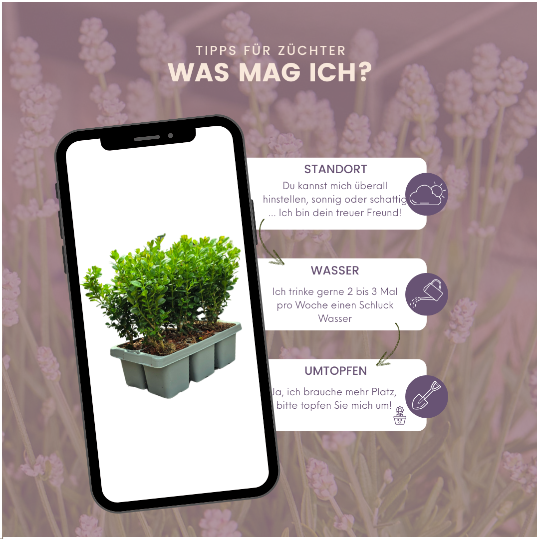 Plants by frank 2 x 6-Pack Buxus NewGen Freedom – Winterharde Groenblijvende Struiken 12 x Ø7 cm | Compacte Buxus (50231)