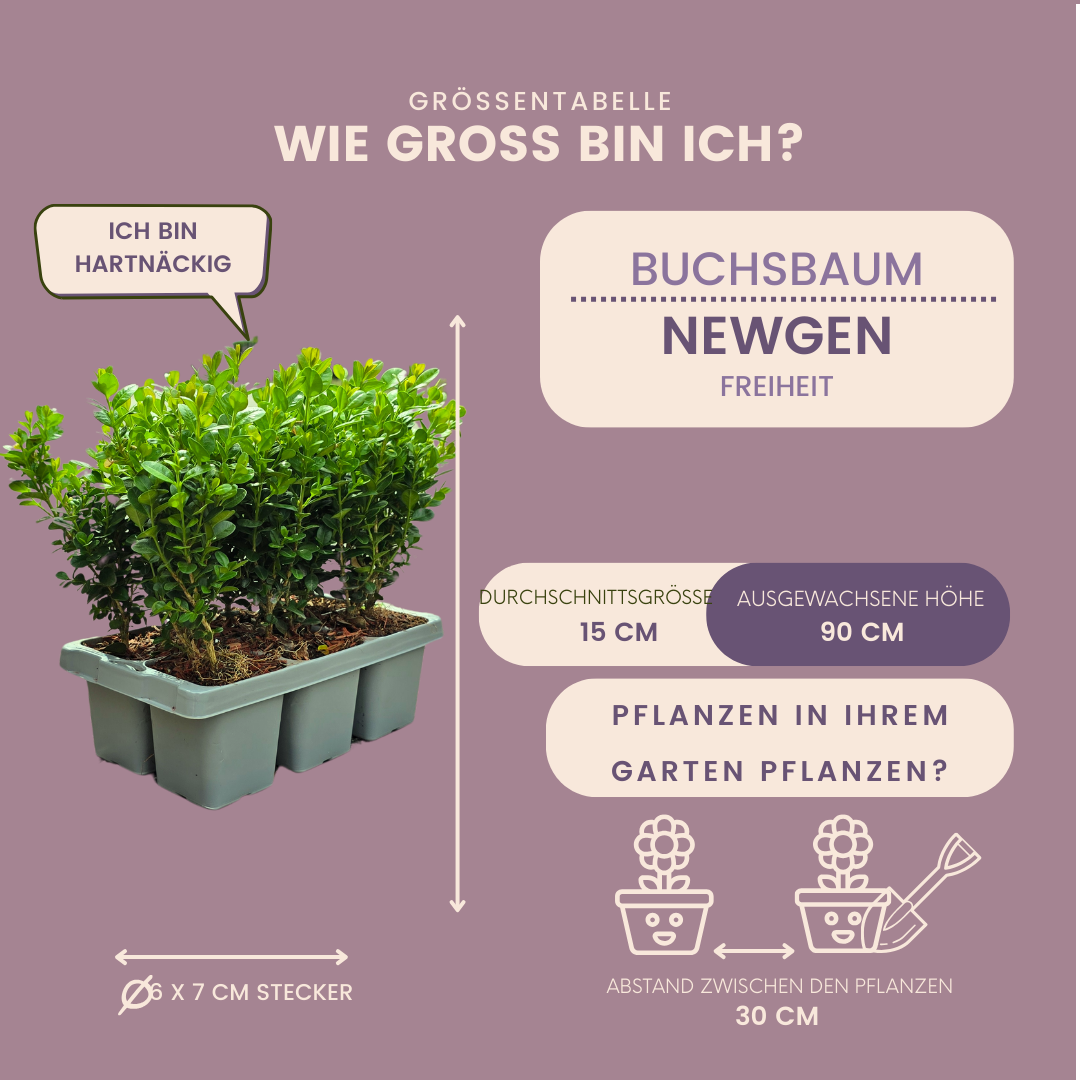 Plants by frank 2 x 6-Pack Buxus NewGen Freedom – Winterharde Groenblijvende Struiken 12 x Ø7 cm | Compacte Buxus (50231)