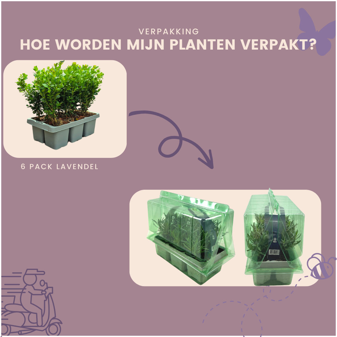 Plants by frank 2 x 6-Pack Buxus NewGen Freedom – Winterharde Groenblijvende Struiken 12 x Ø7 cm | Compacte Buxus (50231)