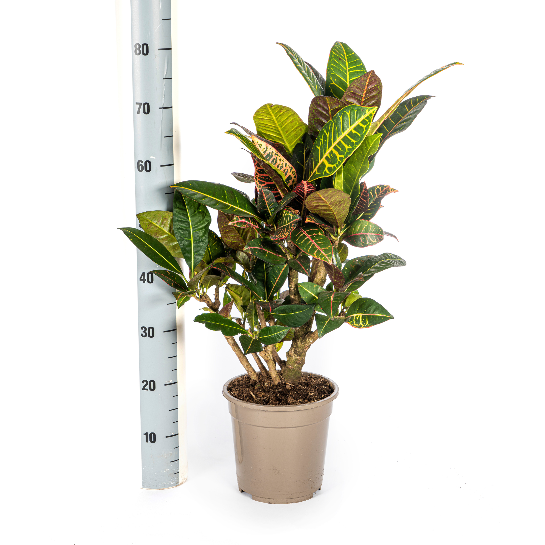 Codiaeum 'Croton' Petra Ø21cm - ↕60 (4250308313869)