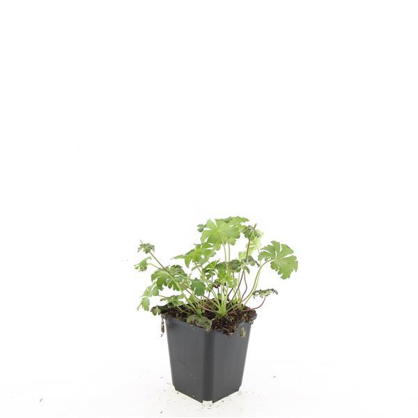 Garden basics 48x Geranium sang. 'Album' - ↕10-25cm - Ø9cm (50433)
