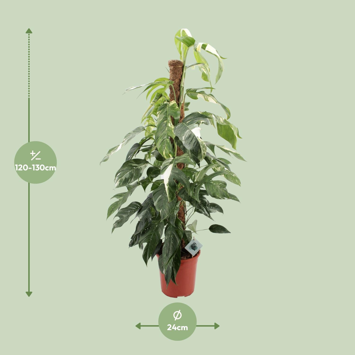 Epipremnum Pinnatum Albo Variegata (12589)