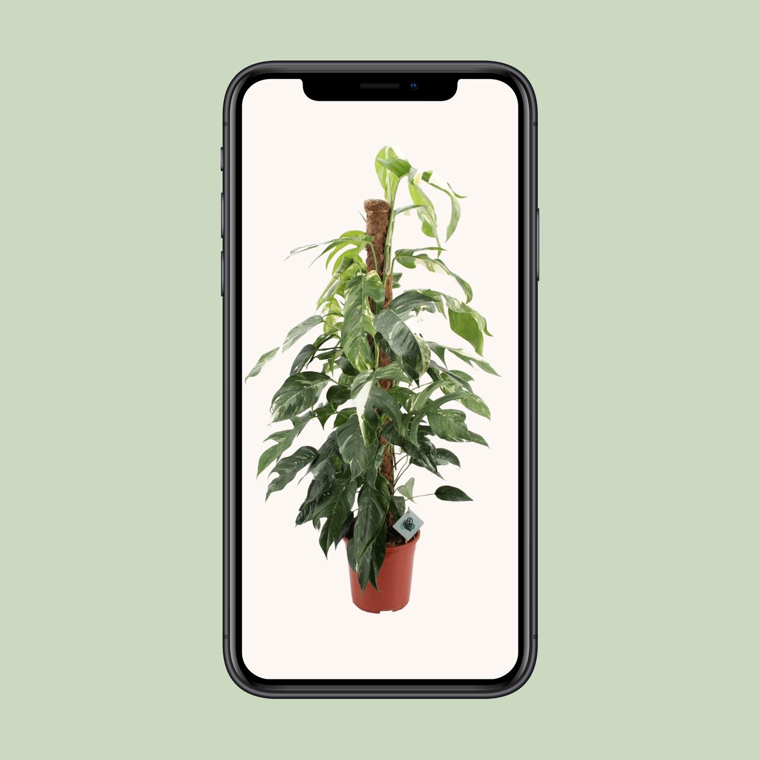 Epipremnum Pinnatum Albo Variegata (12589)