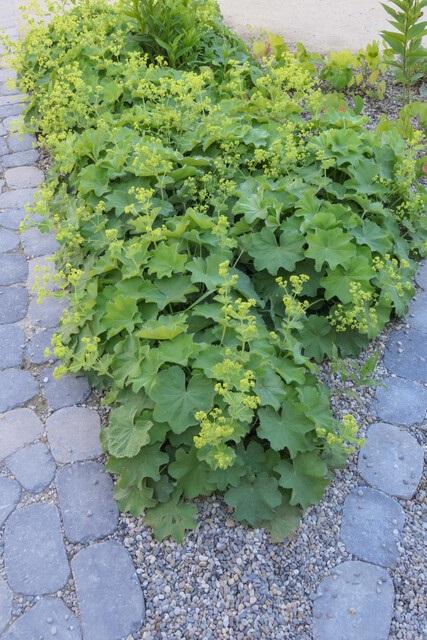 Garden basics 6x Alchemilla mollis - ↕10-25cm - Ø9cm (46864)