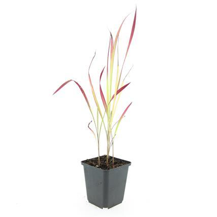 Garden basics 48x Imperata cylindrica 'Red Baron' - ↕10-25cm - Ø9cm (50452)