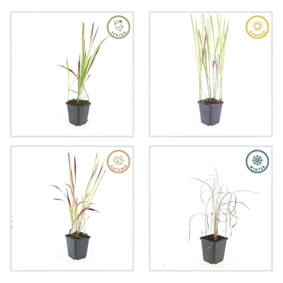 Garden basics 48x Imperata cylindrica 'Red Baron' - ↕10-25cm - Ø9cm (50452)