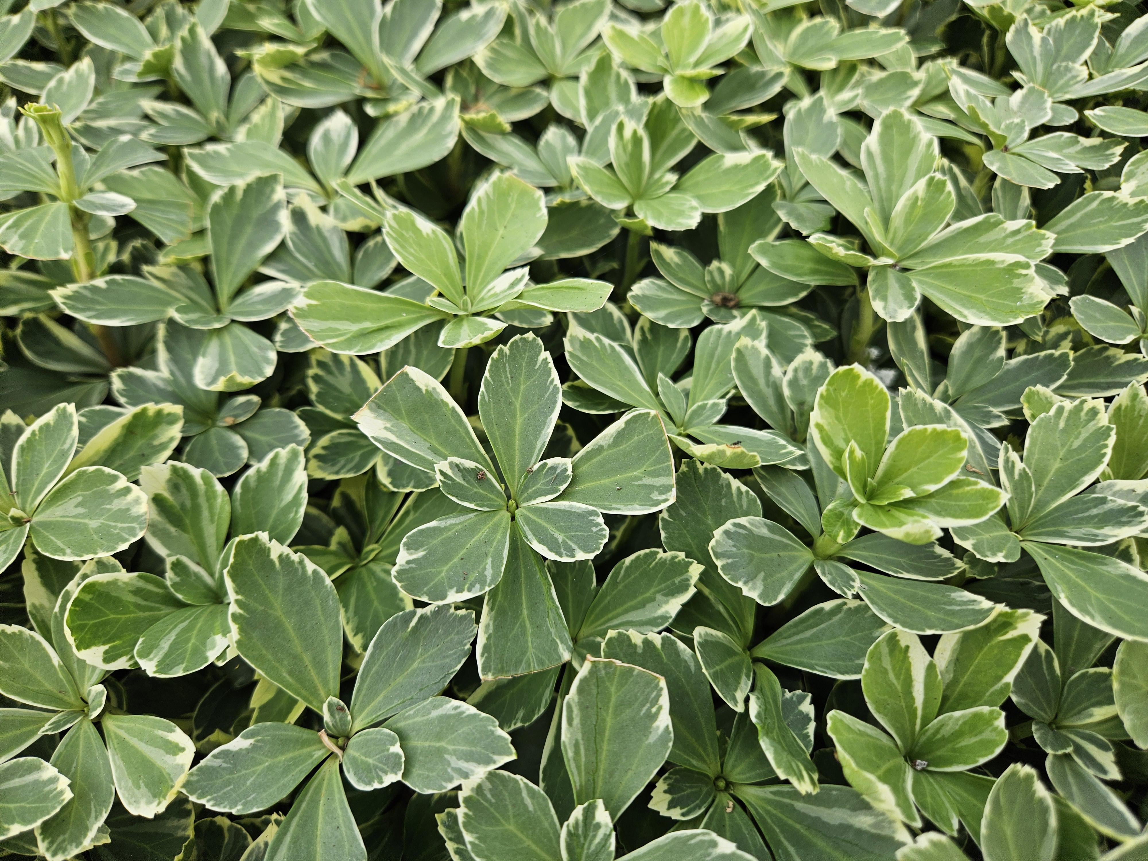 Garden basics 12x Pachysandra term. 'Variegata' - ↕10-25cm - Ø9cm (47951)