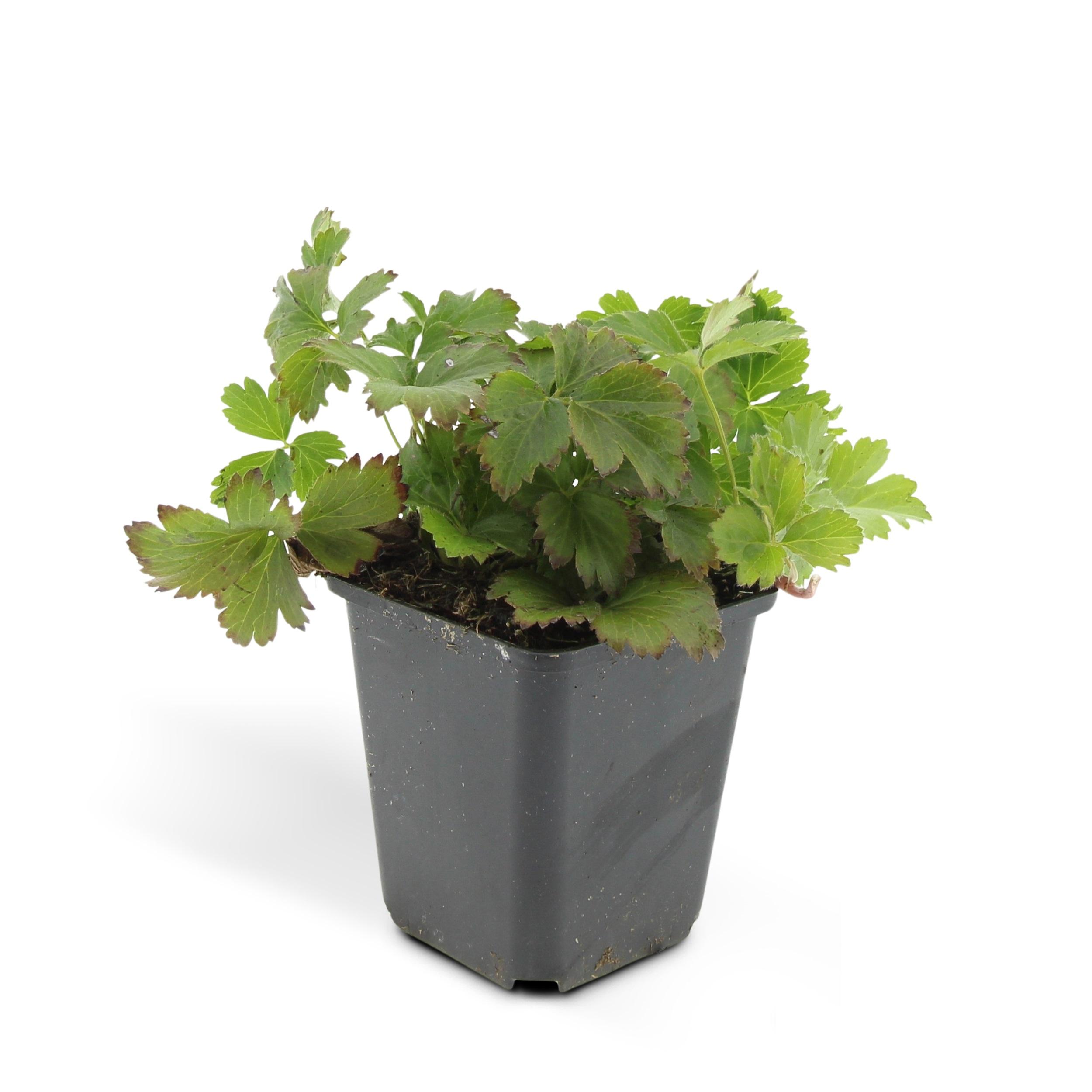 Garden basics 24x Waldsteinia ternata - ↕10-25cm - Ø9cm (50354)