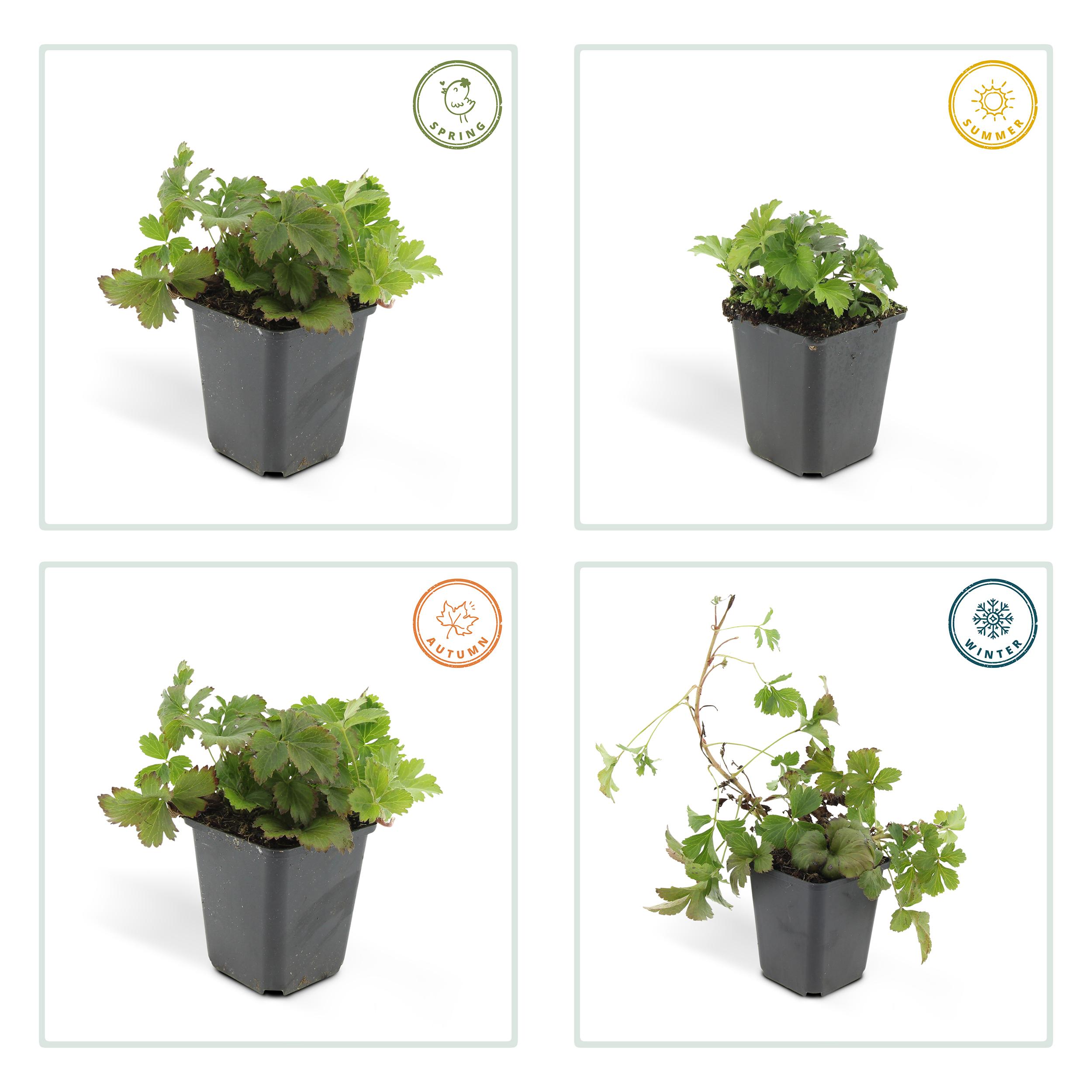 Garden basics 24x Waldsteinia ternata - ↕10-25cm - Ø9cm (50354)