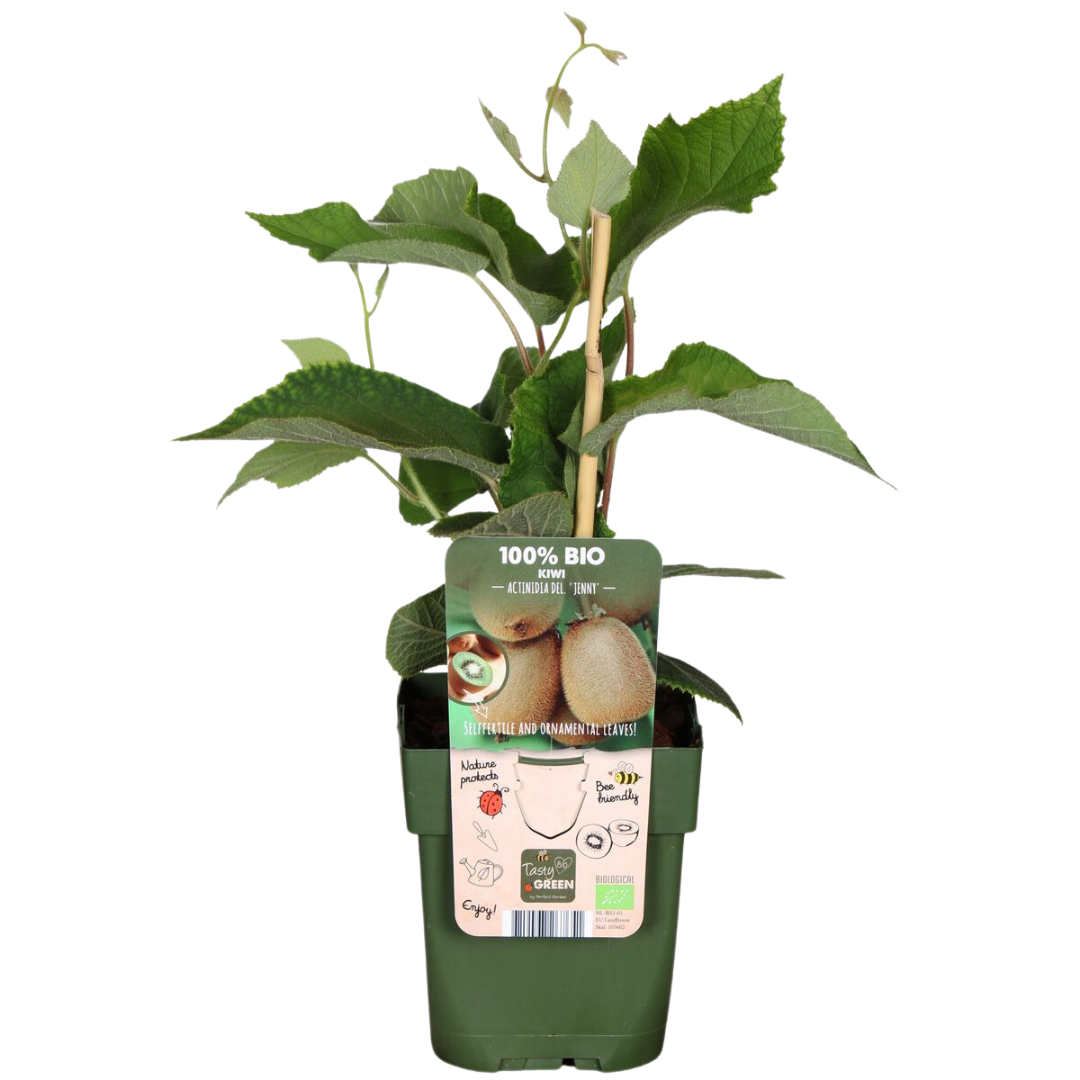Premium basics "Zoete oogst trio" BIO Fruitplanten mix set van 3 verschillende soorten (48358)