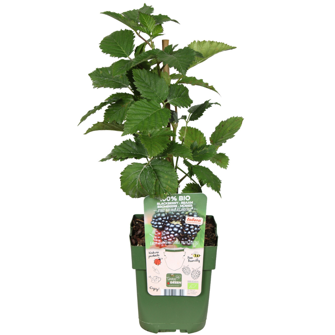 Premium basics "Zoete oogst trio" BIO Fruitplanten mix set van 3 verschillende soorten (48358)