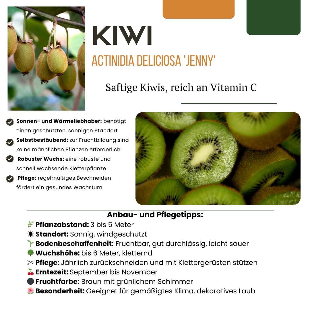 Premium basics "Zoete oogst trio" BIO Fruitplanten mix set van 3 verschillende soorten (48358)