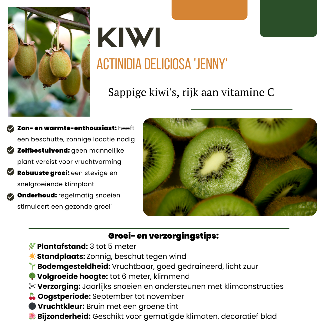 Premium basics "Zoete oogst trio" BIO Fruitplanten mix set van 3 verschillende soorten (48358)