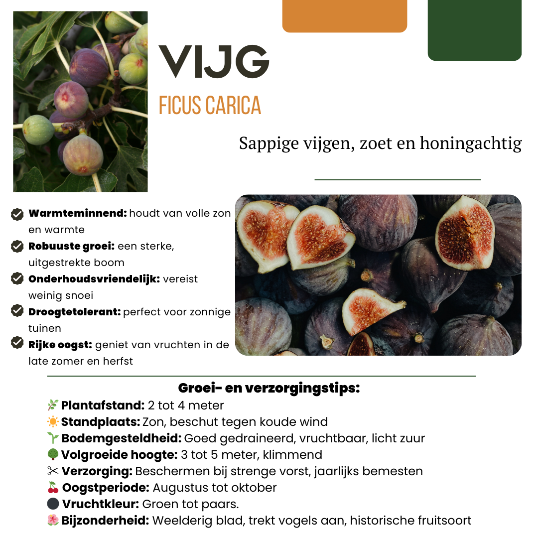 Premium basics "Zoete oogst trio" BIO Fruitplanten mix set van 3 verschillende soorten (48358)