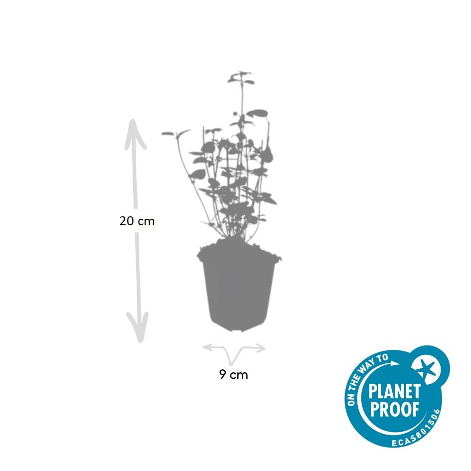 Garden basics 12x Agastache 'Black Adder' - ↕10-25cm - Ø9cm (47559)