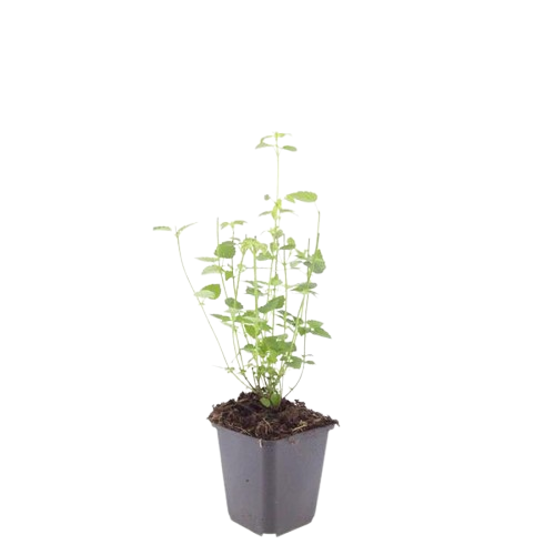 Garden basics 12x Agastache 'Black Adder' - ↕10-25cm - Ø9cm (47559)