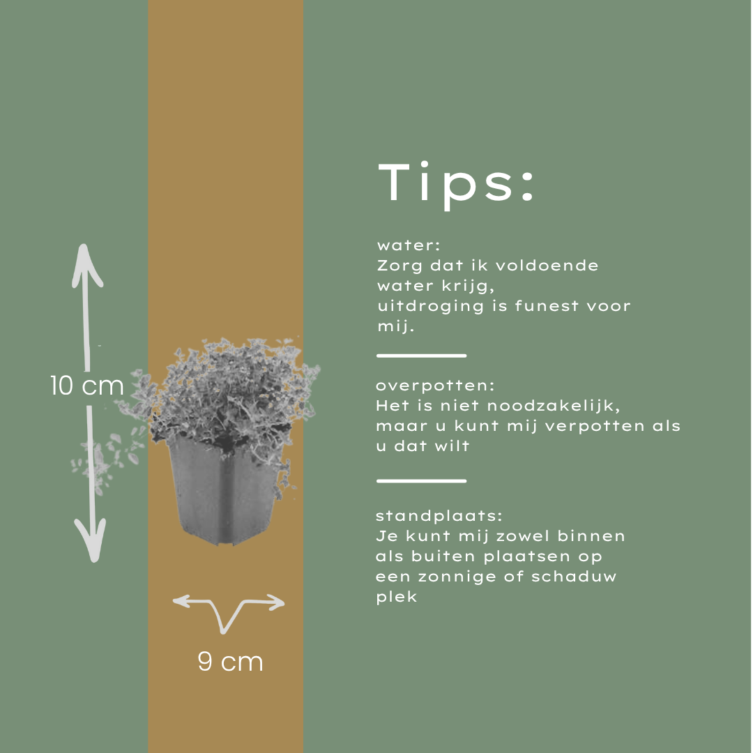 Garden basics 60x thymus serpyllum - ↕10-25cm - Ø9cm (54775)