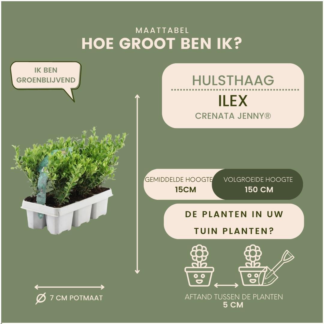 Plants by frank 12x Ilex crenata 'Jenny' - 12 x Ø7 cm - 6 pack (8721001421107)