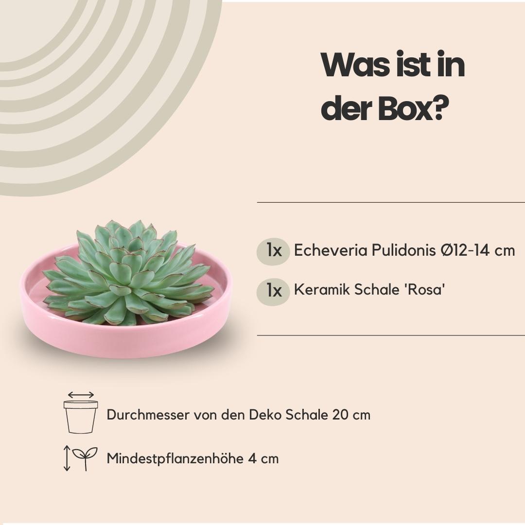Rootless by aloe demi ROOTLESS Succulent Echeveria Pulidonis in schaal 'roze' Ø20 cm (8721001420179)