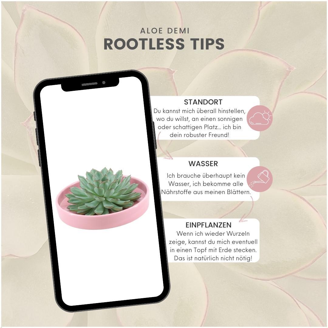 Rootless by aloe demi ROOTLESS Succulent Echeveria Pulidonis in schaal 'roze' Ø20 cm (8721001420179)