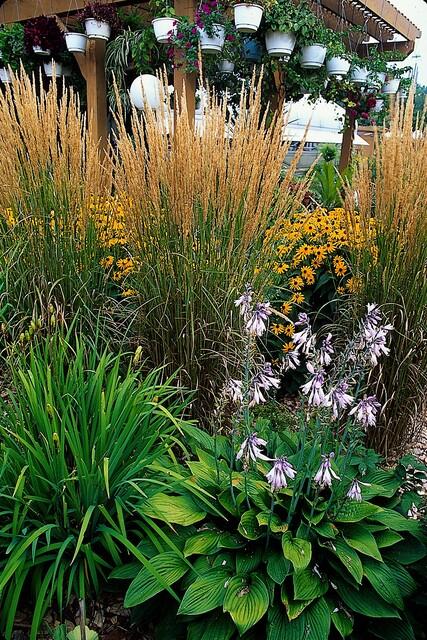 Garden basics 6x Calamagrostis acut. 'Karl Foerster' - ↕10-25cm - Ø9cm (47619)