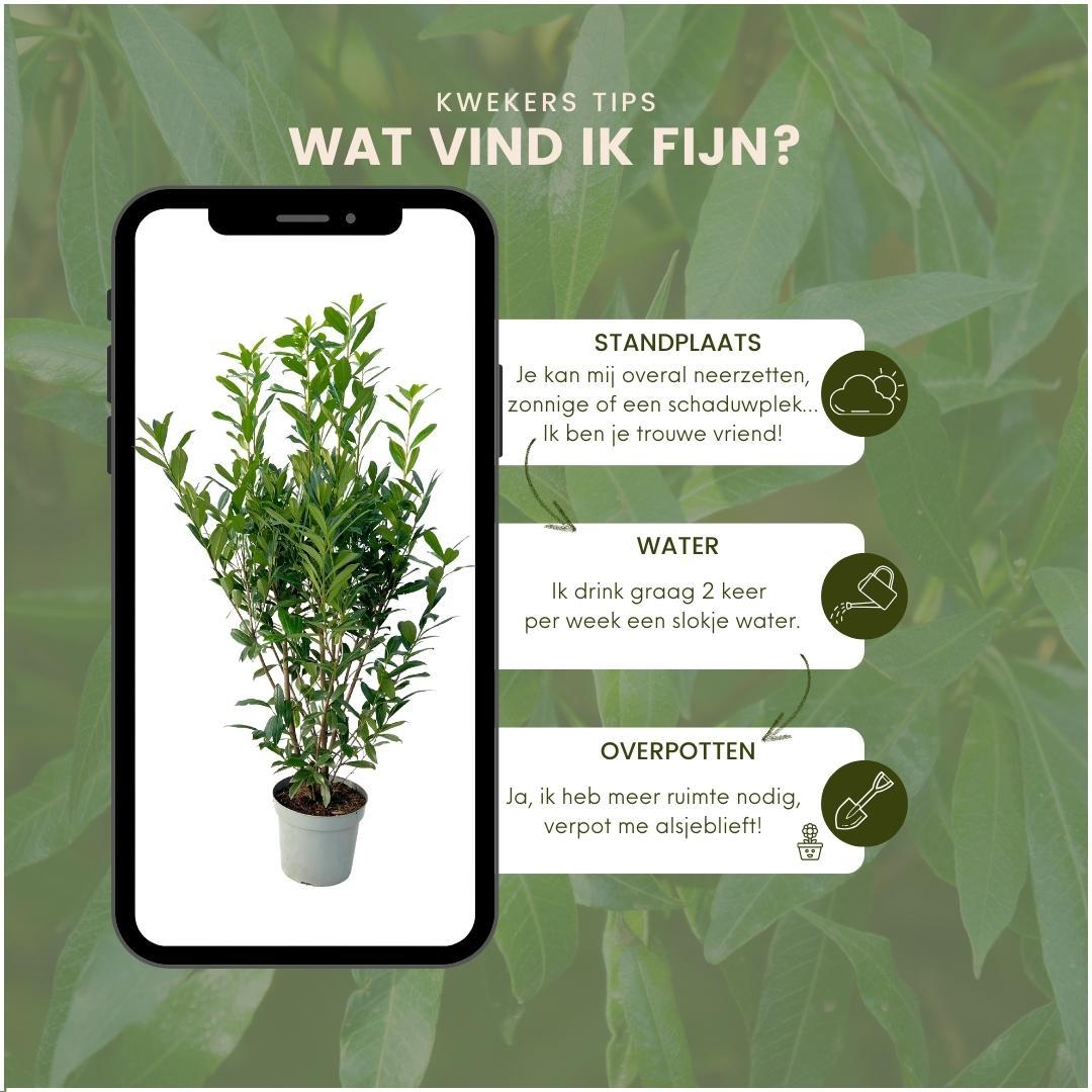 Plants by frank Grote Laurierkers Planten Caucasica voor 10 strekkende meter haag - 15L - 20x | ↨ 125-150 cm (8721001420858)