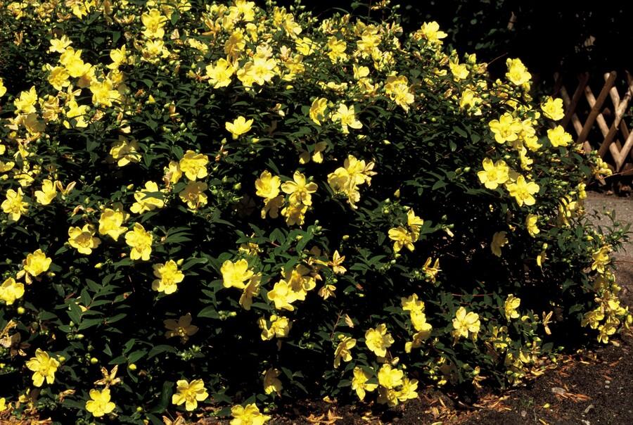 Garden basics 24x Hypericum 'Hidcote' - ↕10-25cm - Ø9cm (50440)