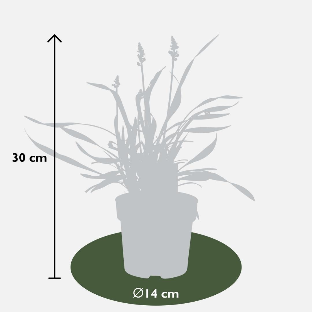 My perfect garden 3 x Liriope muscari 'Ingwersen' - Ø 14 cm - ↨ 25 cm (8721001421541)
