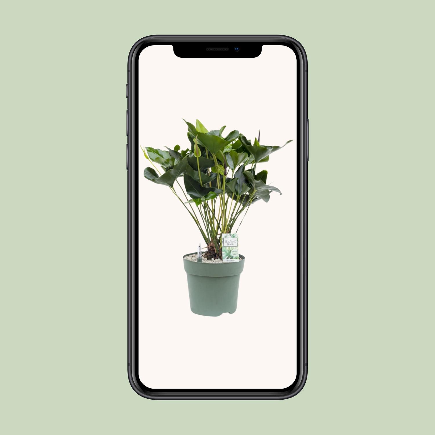 Anthurium Arrow (24958)