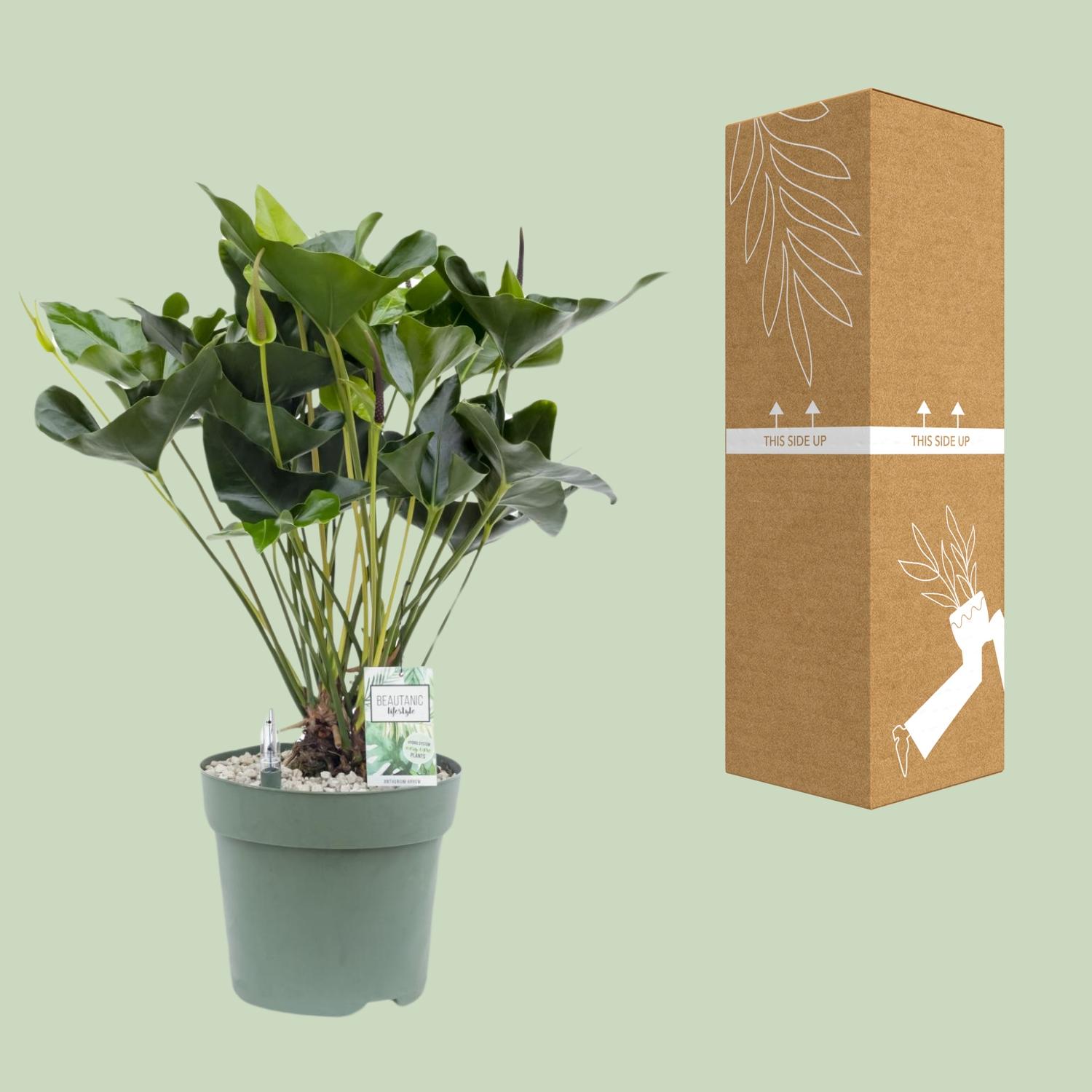 Anthurium Arrow (24958)