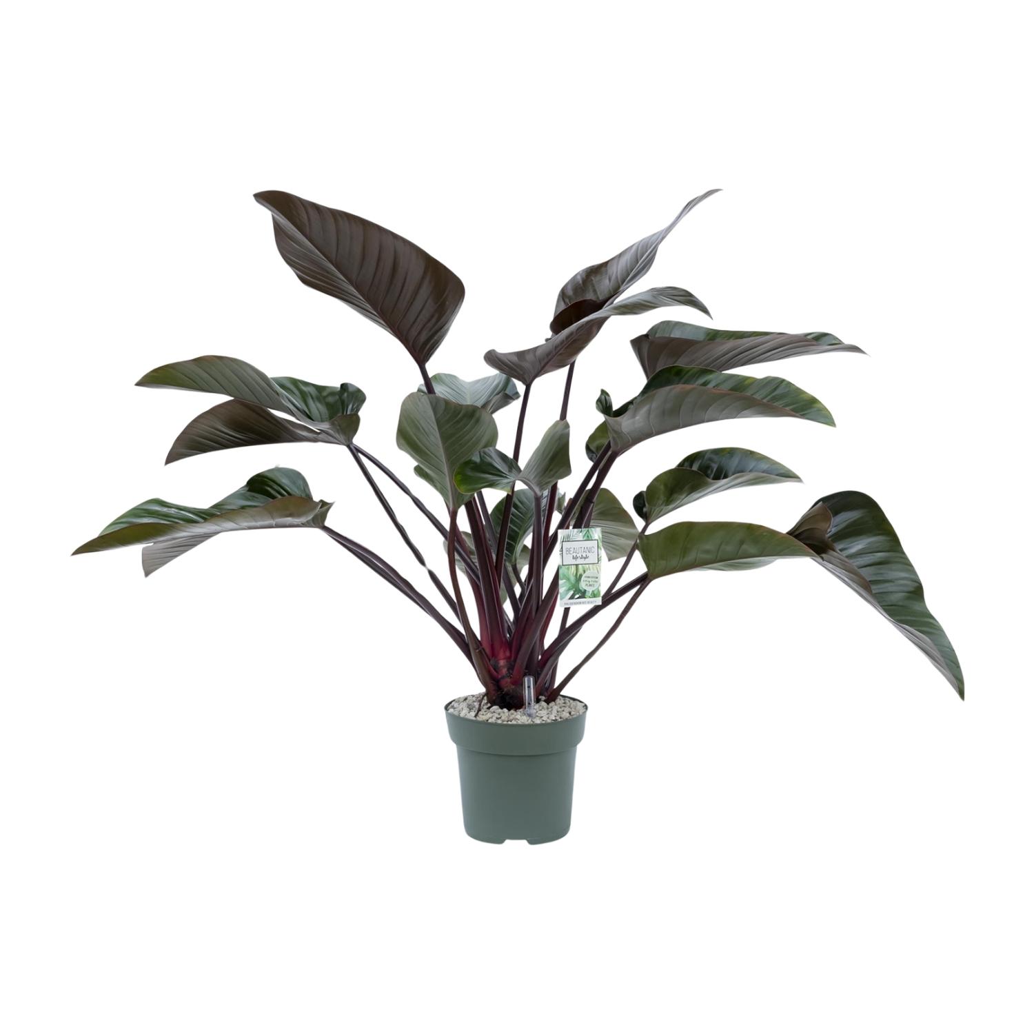 Philodendron Red Beauty (24985)