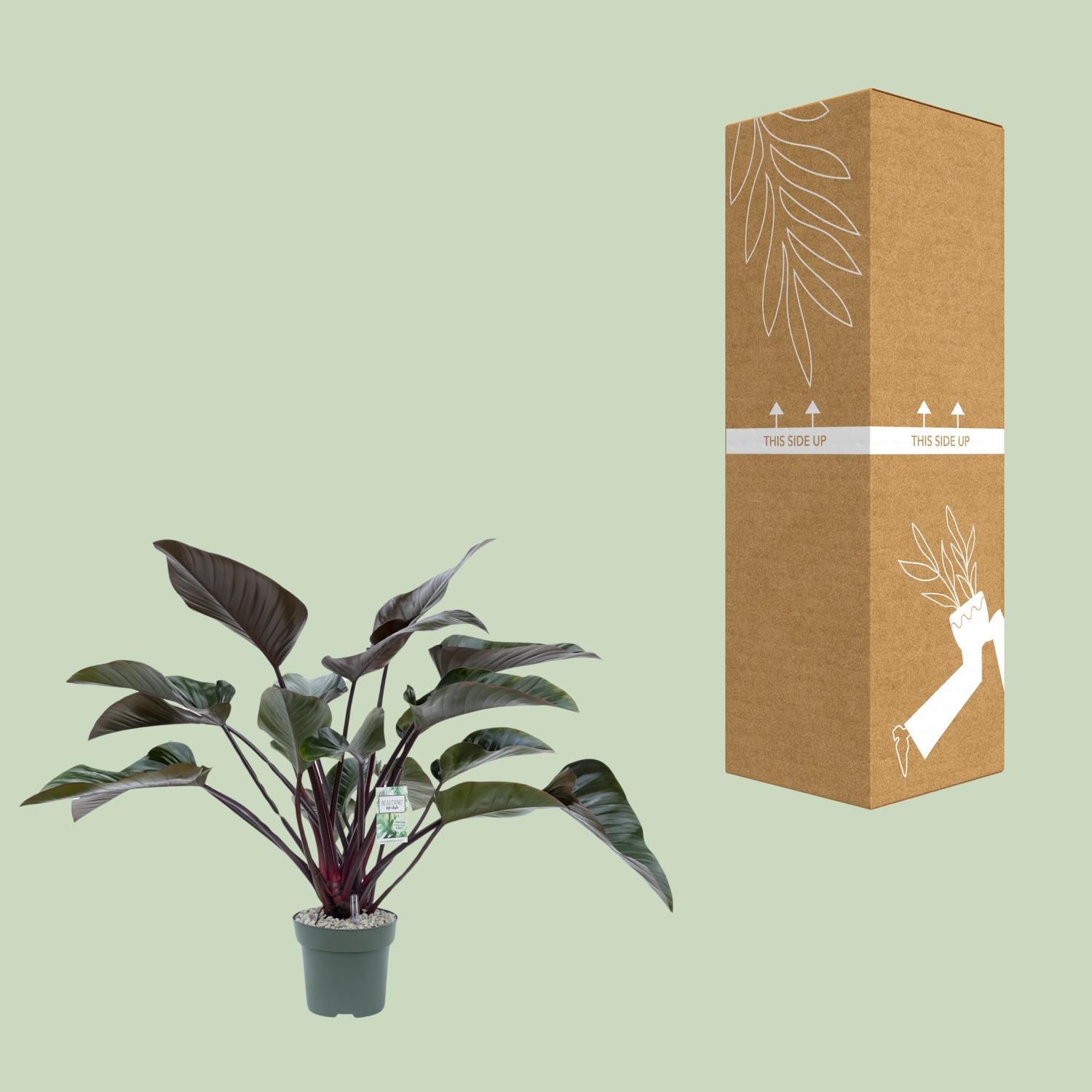 Philodendron Red Beauty (24985)