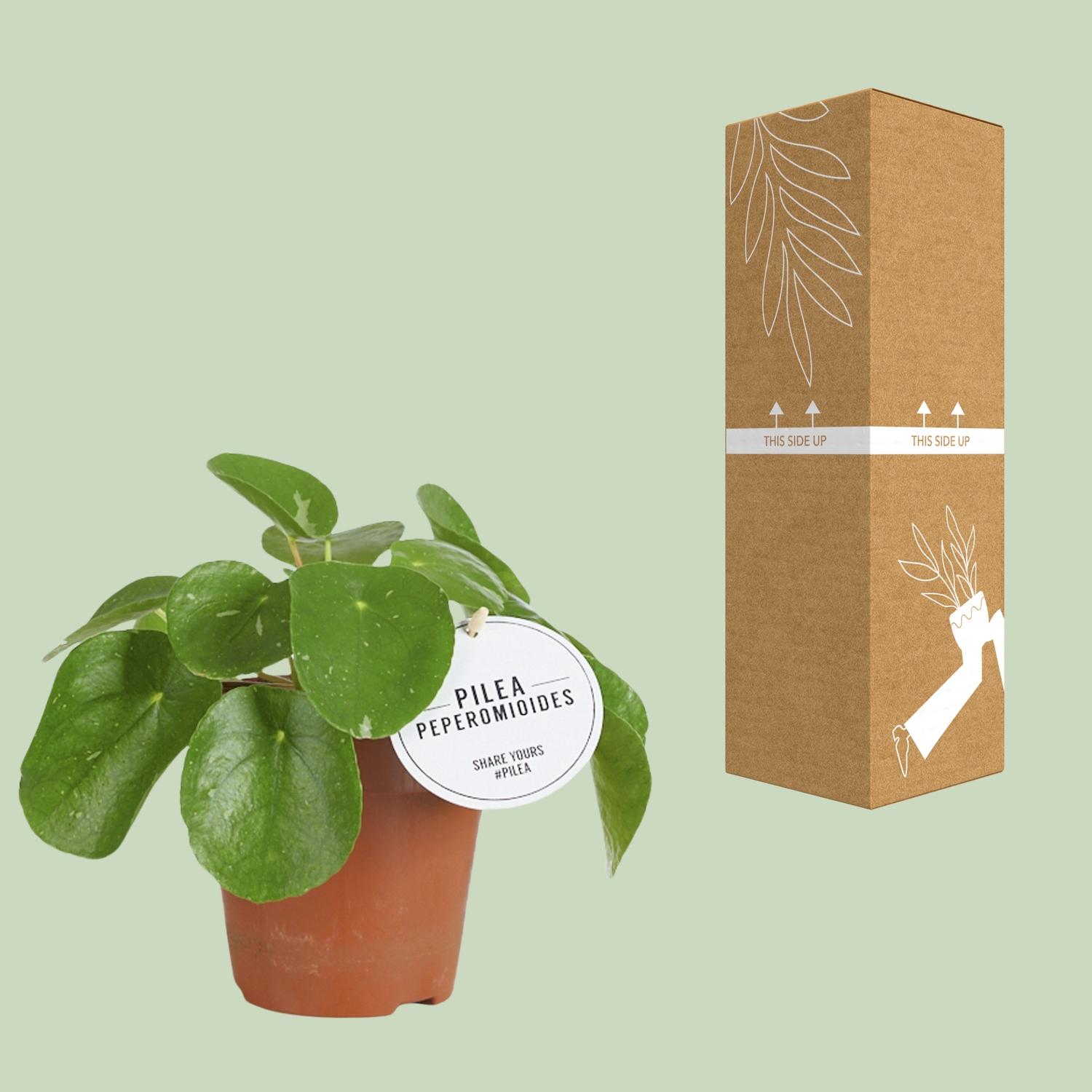 Pilea White Splash (22565)