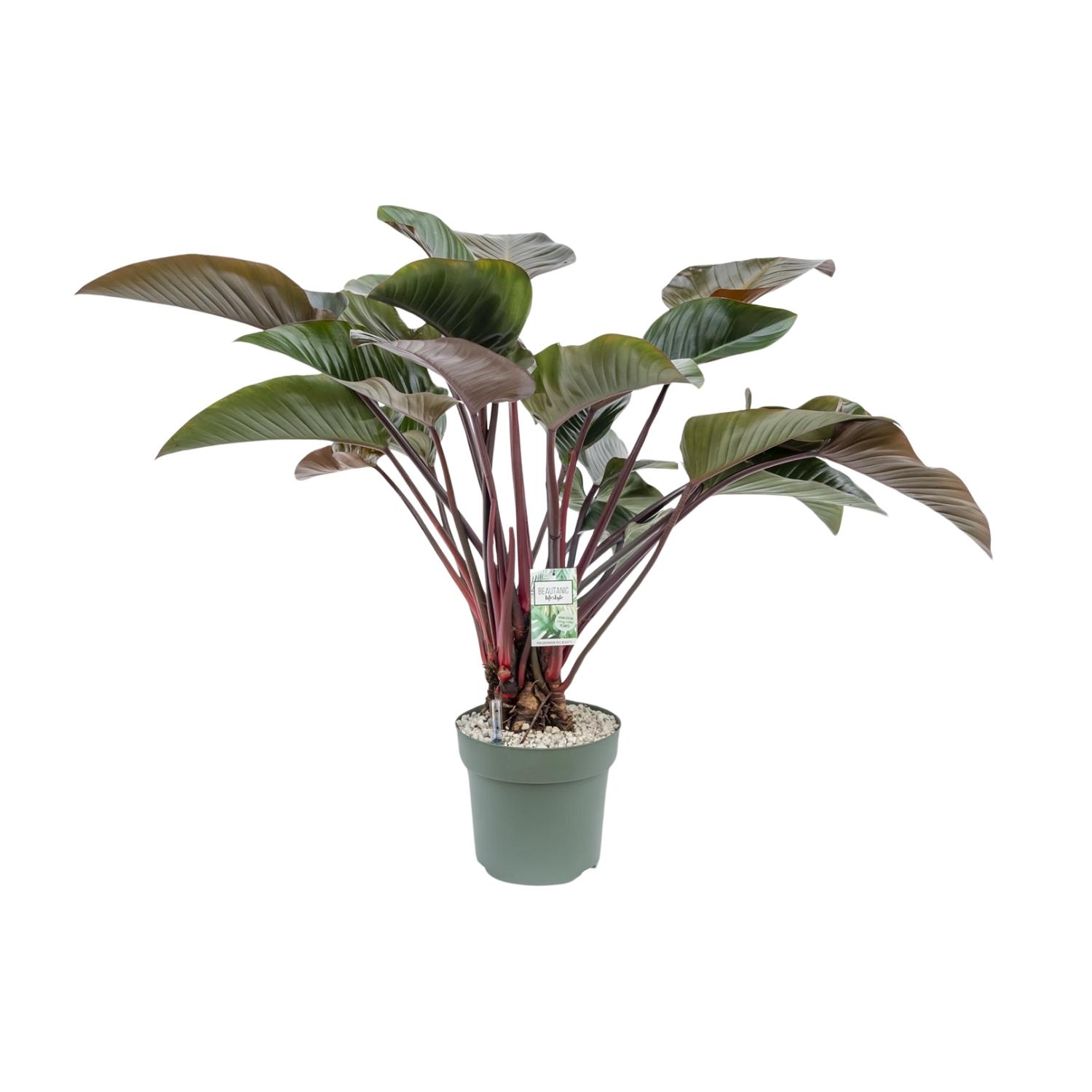 Philodendron Red Beauty (25010)