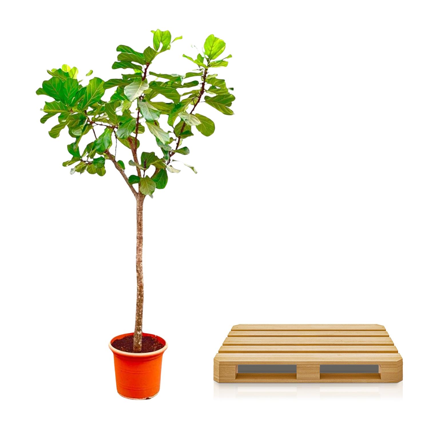 Ficus Lyrata boom XXXL - 270cm - ø45 (8721055693475)