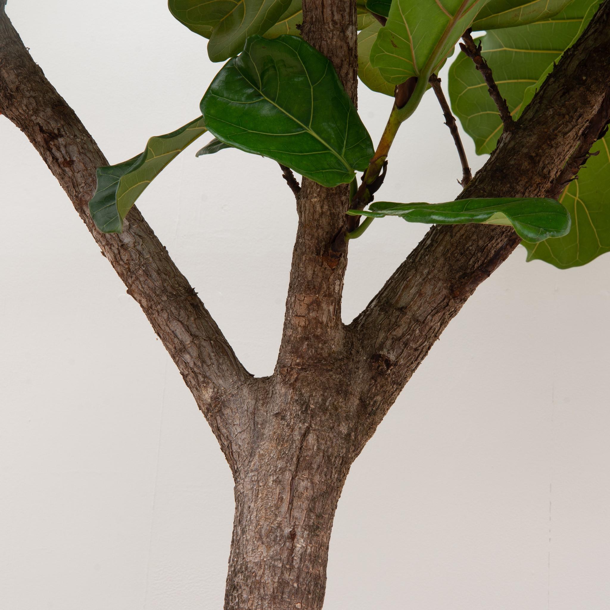 Ficus Lyrata boom XXXL - 270cm - ø45 (8721055693475)