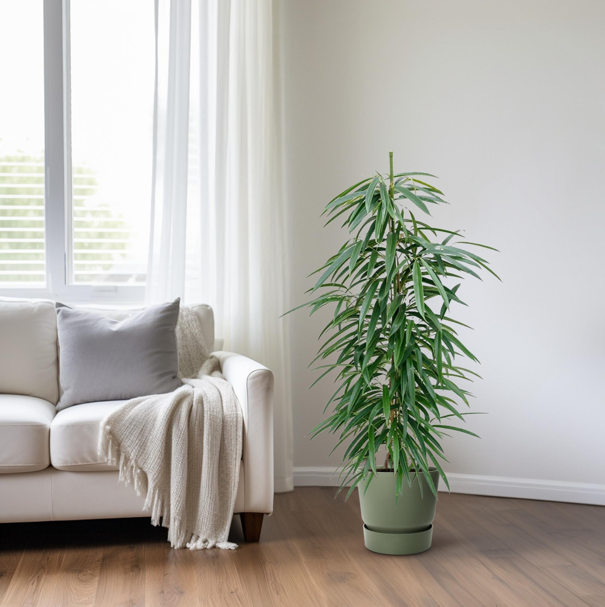 Ficus Binnendijkii 'Alii' (HYDRO) (30786)