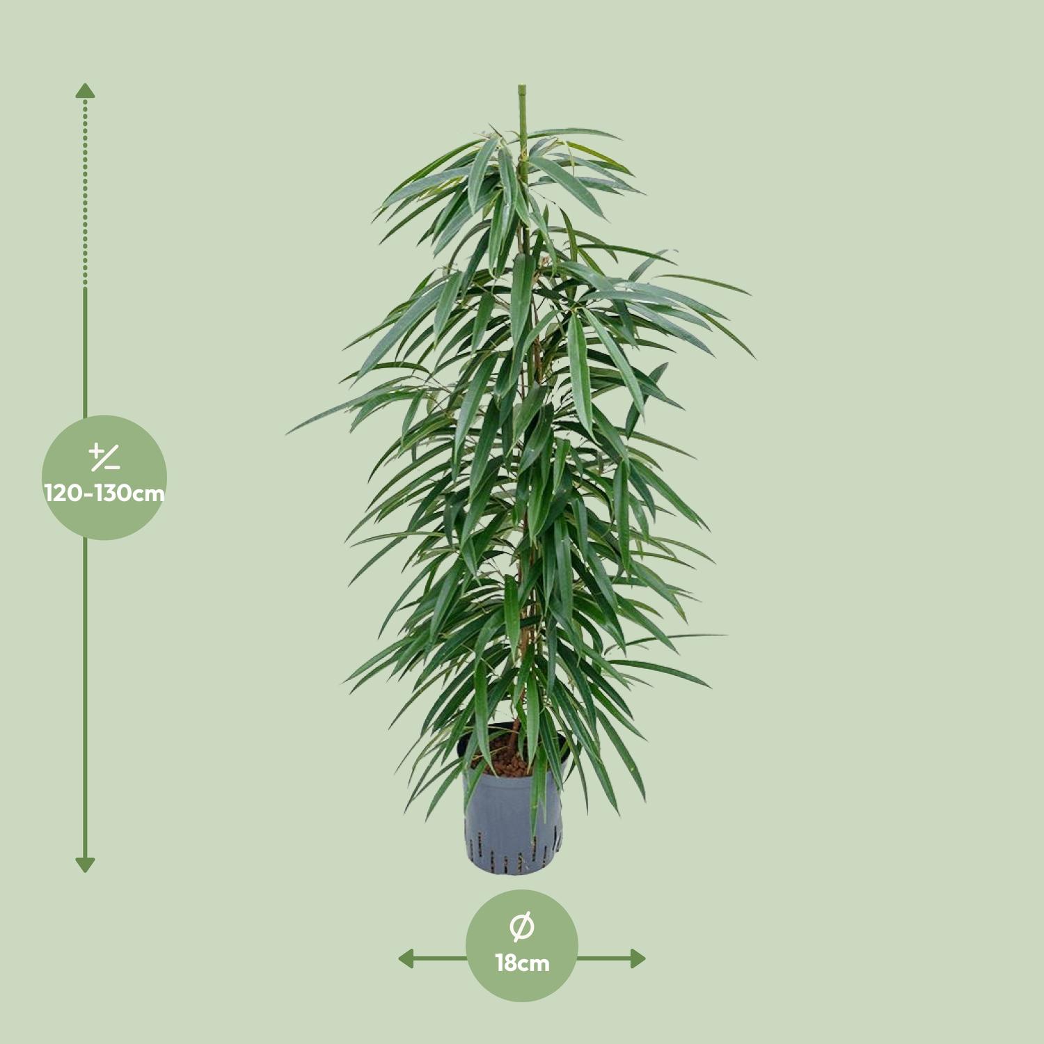 Ficus Binnendijkii 'Alii' (HYDRO) (30786)