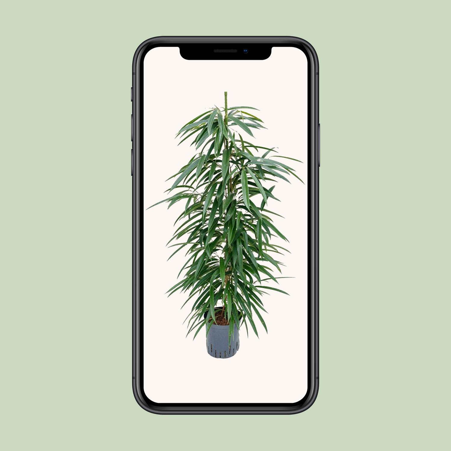 Ficus Binnendijkii 'Alii' (HYDRO) (30786)