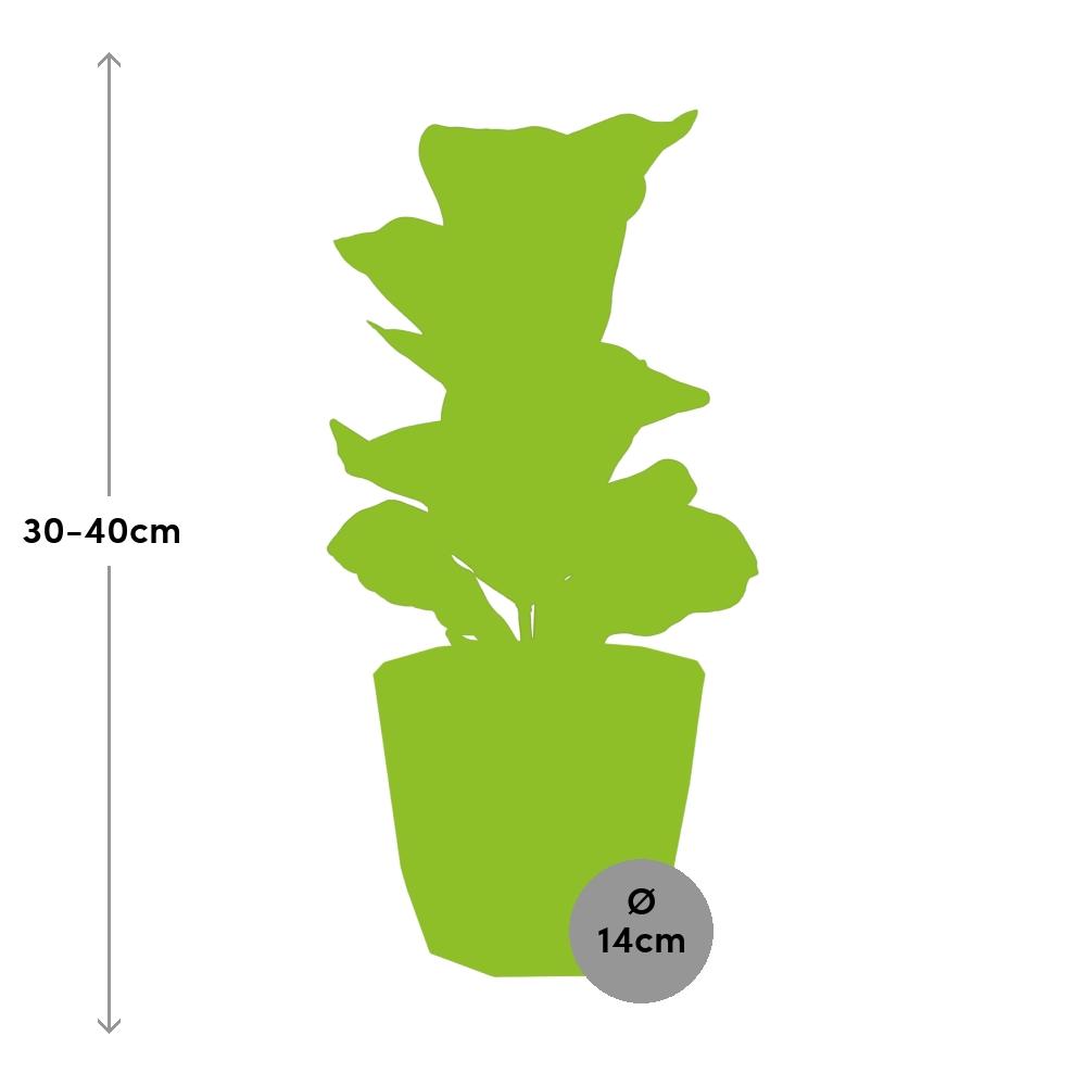 Ficus Lyrata ‘Bambino’ in ELHO b.for rock 14 cm warm grey (21628)
