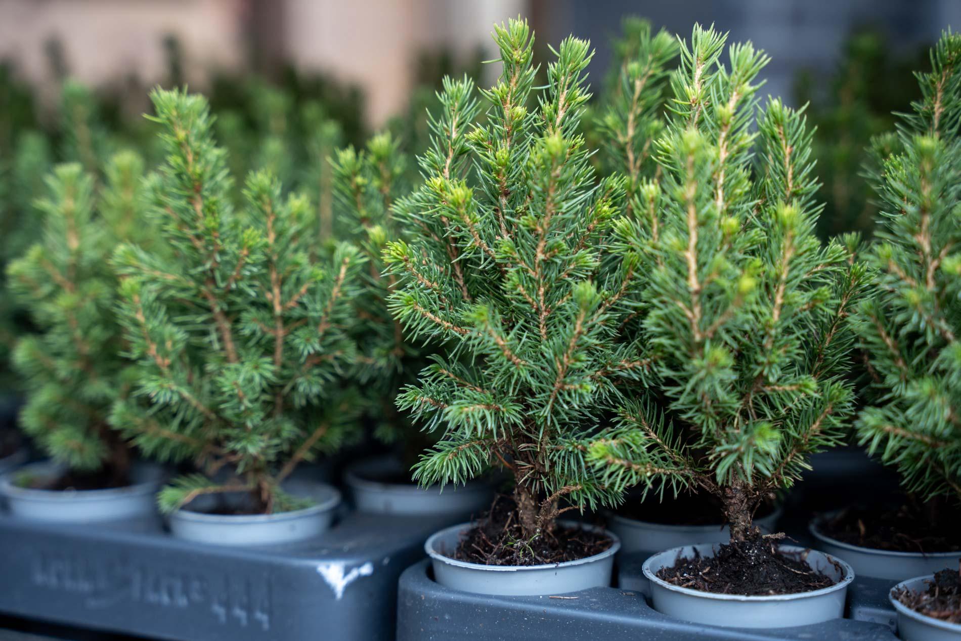 Baby Christmas tree - ↕15-20 cm - Ø 6 cm - Picea Glauca Perfecta (23480)